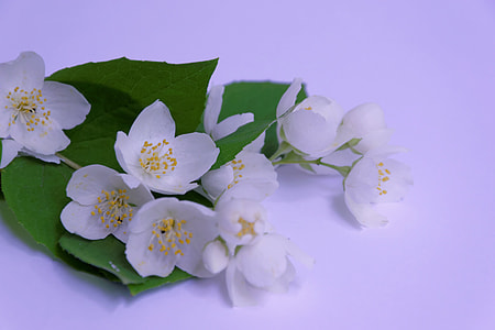 white blossom flowers and green leaves closeup photo thumbnail