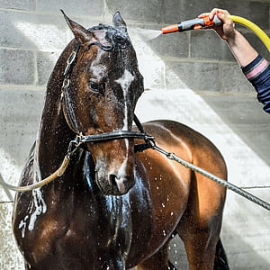 brown horse taking a bath thumbnail