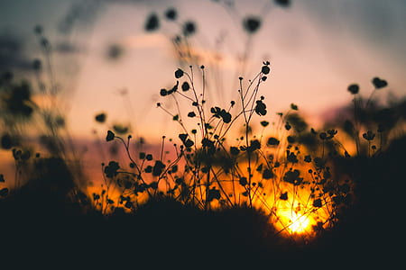 nature, sunset, flowers, twilight thumbnail