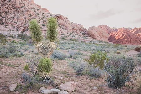 desert during daytime thumbnail