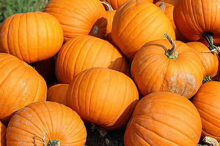 orange pumpkin lot thumbnail