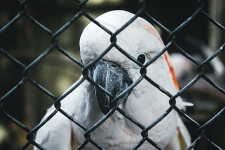 white and black macaw thumbnail
