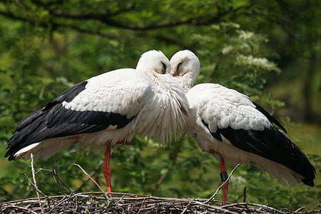 two white storks perched on bird nest during daytime thumbnail