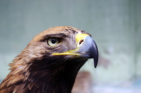 brown eagle thumbnail