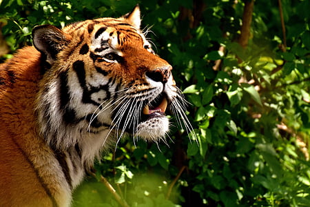 Tiger with green plants in the background thumbnail