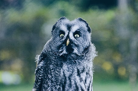 shallow focus photo of owl thumbnail