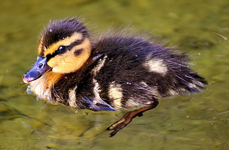 black and brown duckling on body of water thumbnail