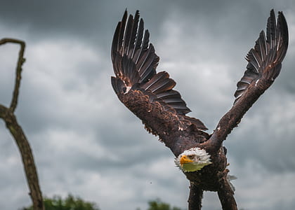 bald eagle under cloudy sky during daytime thumbnail