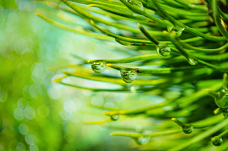 water drops on green grass thumbnail
