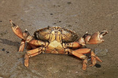 brown crab on sand thumbnail