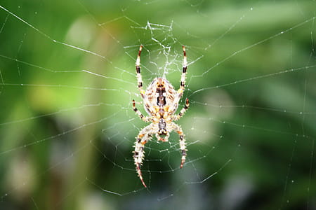 Yellow and Black Spider on Web thumbnail