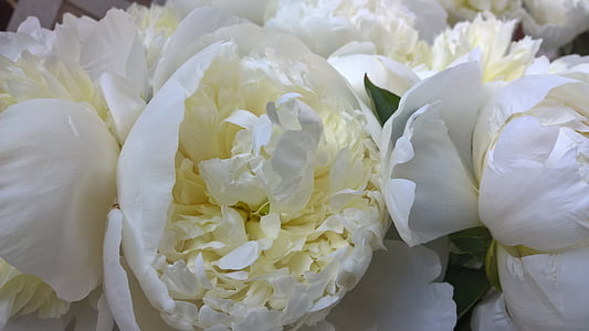 closeup photo of white peony flowers thumbnail