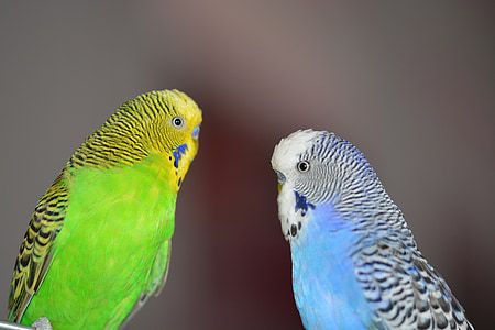 two green and blue budgerigars facing each other thumbnail