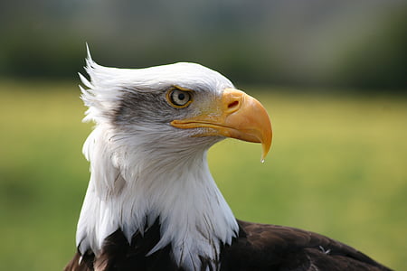 selective photography of bald eagle thumbnail