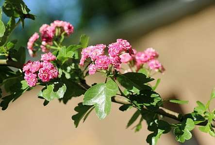 close up photo of pink petaled flowers during daytime thumbnail