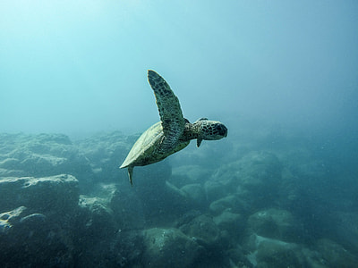 panoramic photography of swimming turtle under the sea thumbnail