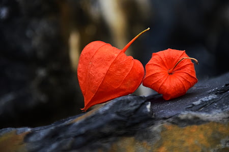 two red leaves thumbnail