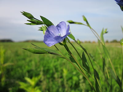 blue Malva flower selective focus photography thumbnail