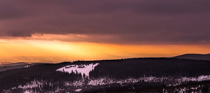 silhouette of trees at golden hour thumbnail