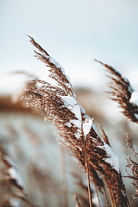 brown grain in macro shot thumbnail
