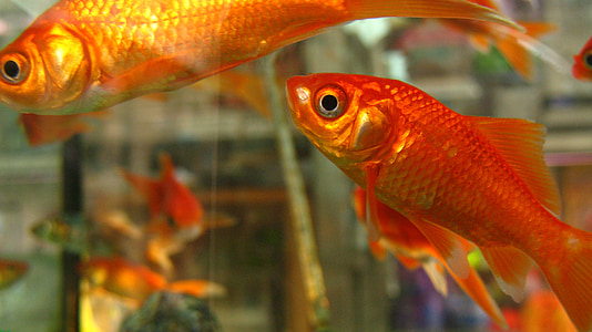 two common goldfishes thumbnail