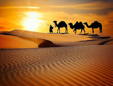 person walking with three camels on desert field during daytime thumbnail