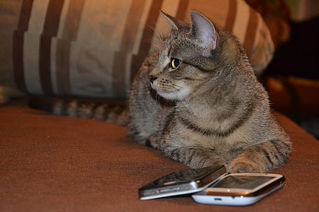 close-up photo of grey tabby cat lying beside two smartphones thumbnail