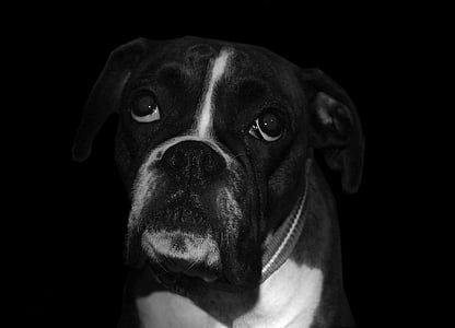 grayscale photography of boxer thumbnail