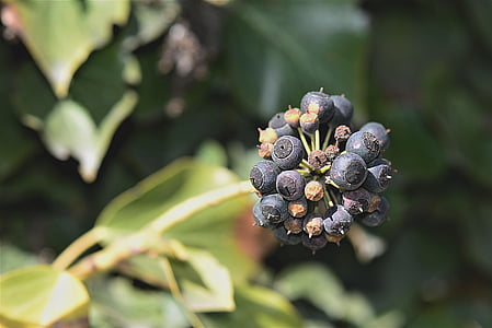 shallow focus photography round black fruits thumbnail