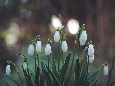 close up photo of white snowflake flowers thumbnail