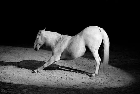 white horse thumbnail