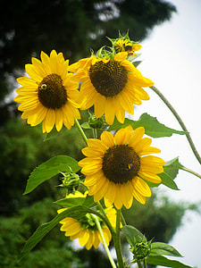 selective focus photography of sunflowers thumbnail