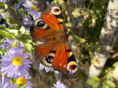 peacock butterfly perched on purple petaled flower thumbnail