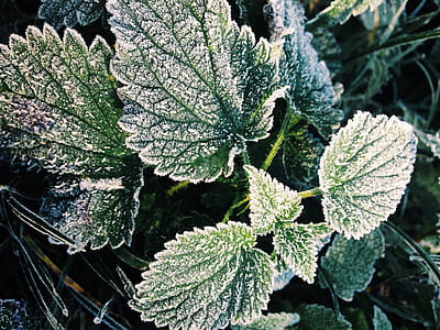 Green Oregano Leaves thumbnail