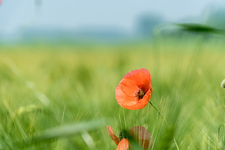 orange flower thumbnail