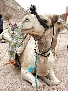 beige camel thumbnail