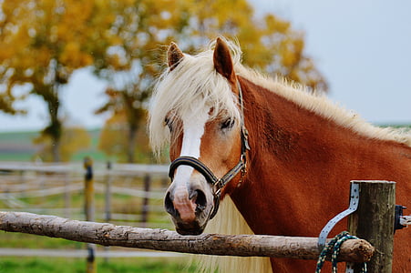 brown horse during daytime thumbnail