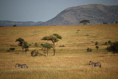 two zebras on brown field thumbnail