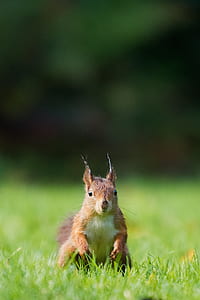 brown squirrel standing on grass field at daytime selective focus photography thumbnail