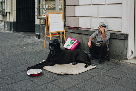 adult black great dane prone lying on mat beside coin tray and man sitting at the back of dog thumbnail