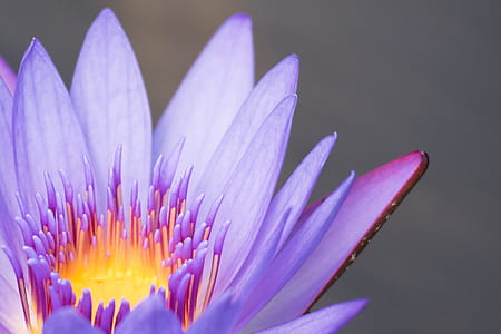 Flower Petals thumbnail