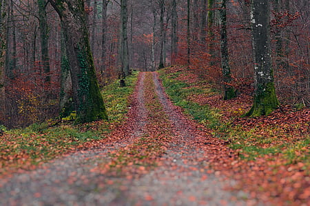 landscape photography of pathway between withered trees thumbnail