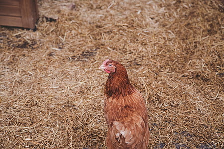 brown hen walking on hay thumbnail