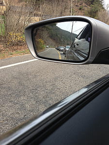adult long-coated white Chihuahua looking out from cars window thumbnail