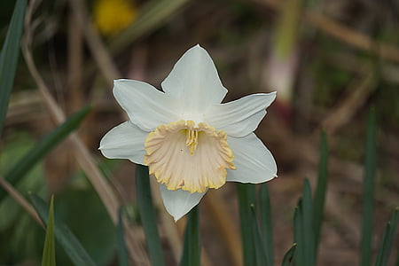 white and yellow daffodil flower in bloom close-up photography thumbnail
