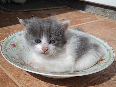 gray and white kitten on ceramic plate thumbnail