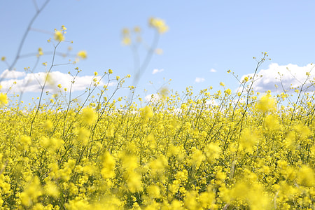 yellow flowers thumbnail