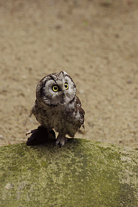 gray and black owl on stone thumbnail