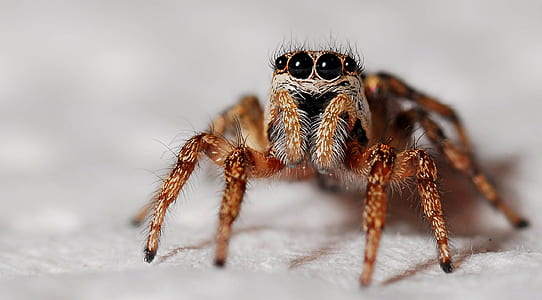 brown jumping spider macro photography thumbnail