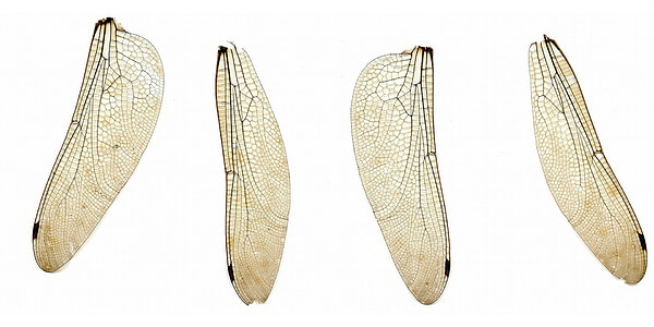 four dragon fly wings thumbnail